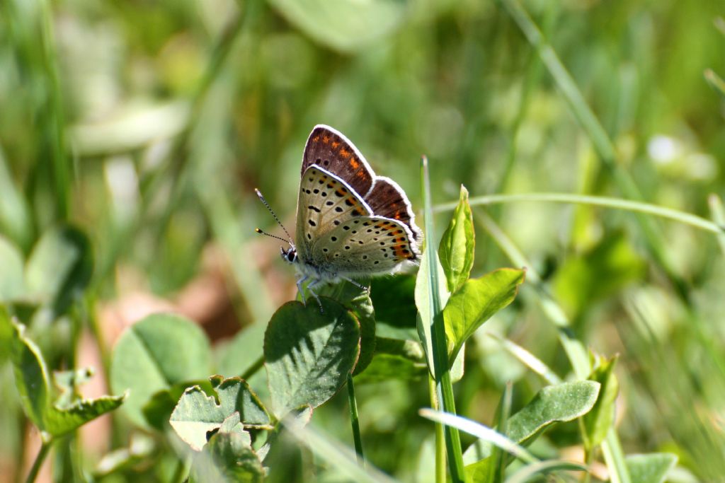 Lycaena tityrus credo